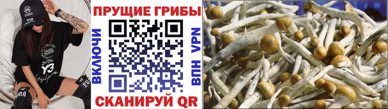 Купить закладки  Новодвинск  Галлюциногенные грибы Psilocybe 